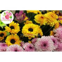 Мегамикс из 101 хризантемы 