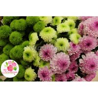 Мегамикс  из 51 хризантемы