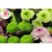 Мегамикс  из  51 хризантем