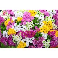 Мегамикс из 101-й хризантемы 