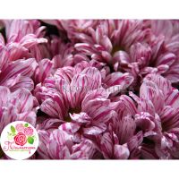 Мегамикс из 101-й хризантемы 