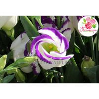 51 лизиантус бело - синий