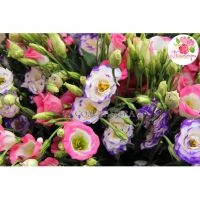 Микс из 101 лизиантуса