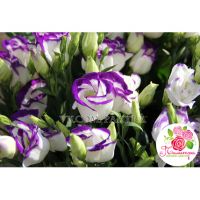 Микс из 101 лизиантуса