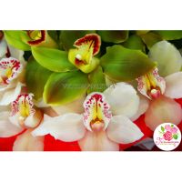 Сердце с орхидеями «Цимбидиум»
