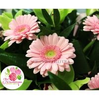 Букет с орхидеями и герберами 