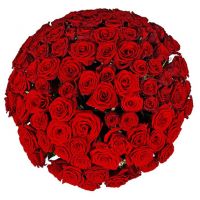 101 бордовая роза «Гран-При»