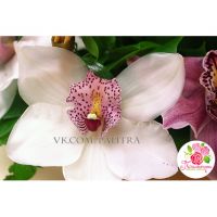 Корзина с орхидеями малая