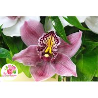 Корзина с орхидеями малая