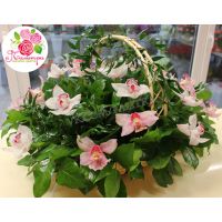 Корзина с орхидеями большая