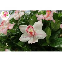 Корзина с орхидеями большая