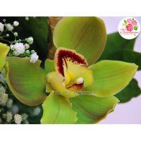 Корзина с орхидеями и гипсофилой большая