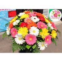 51 гербера МИКС