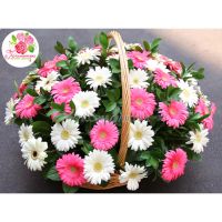 Корзина с 51 герберой: белые + розовые