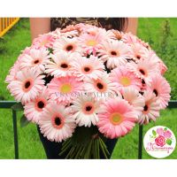 51 гербера нежно - розовая