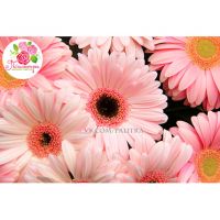 51 гербера нежно - розовая