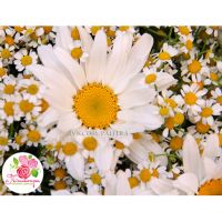 Букет из одноголовых и кустовых ромашек
