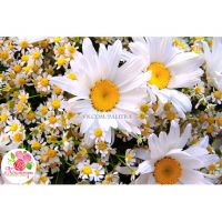 Букет из одноголовых и кустовых ромашек