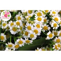 Букет из 51 ромашки