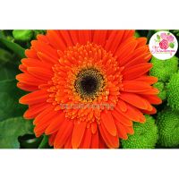 Букет с герберами и хризантемами