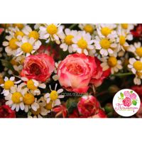 Ромашки и кустовые розы