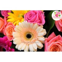 Микс из роз и гербер