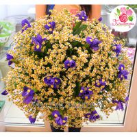 Букет из 51 ромашки и ирисов