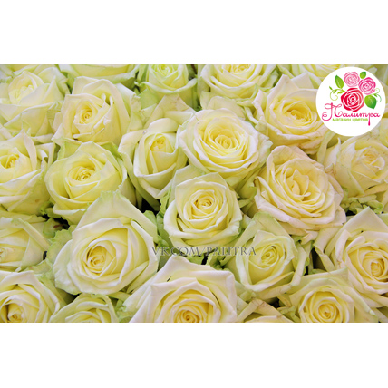 101 белая роза  «Вайт Наоми»