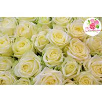 101 белая роза  «Вайт Наоми»