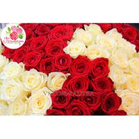 151 роза: бордовая  + белая