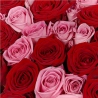 101 роза: розовая и красная
