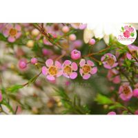 Букет с герберами и ваксфлауэром