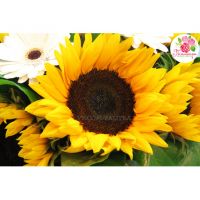 Букет из 15 подсолнухов и гербер