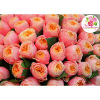 75 пионовидных роз «Вувузела»