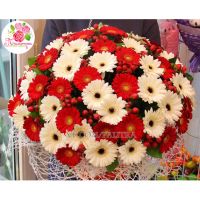 Букет из 59 гербер и гиперрикума