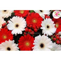 Букет из 59 гербер и гиперрикума