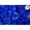 Сердце из 201 розы: синие + белые