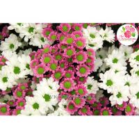 51 хризантема: белая + розовая