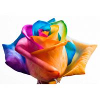 101 радужная роза  «Раинбоу»