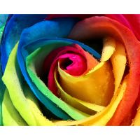 101 радужная роза  «Раинбоу»