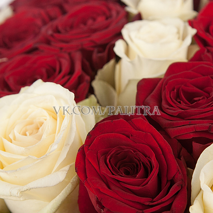101 роза: красная + белая