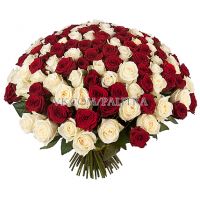 101 роза: красная + белая
