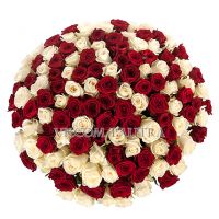 101 роза: красная + белая