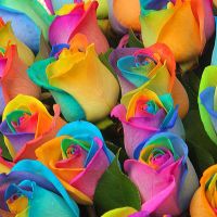 59 радужных роз с оформлением