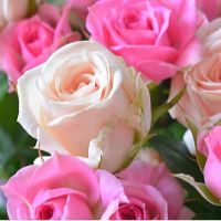 «Сама нежность»