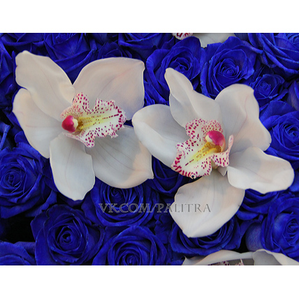 Букет из 59 синих роз и орхидей «Цимбидиум»