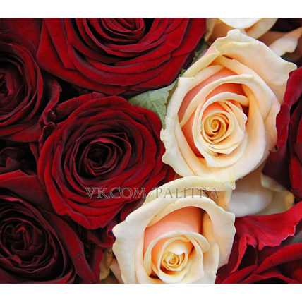 Букет - серде из 101 розы кремовой и красной