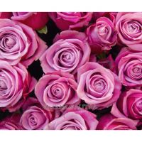 101 роза «Дип вотер» (80см) с зеленью и оформлением