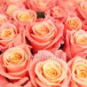 101 персиковая роза «Мисс Пигги»