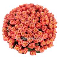 101 персиковая роза «Мисс Пигги»